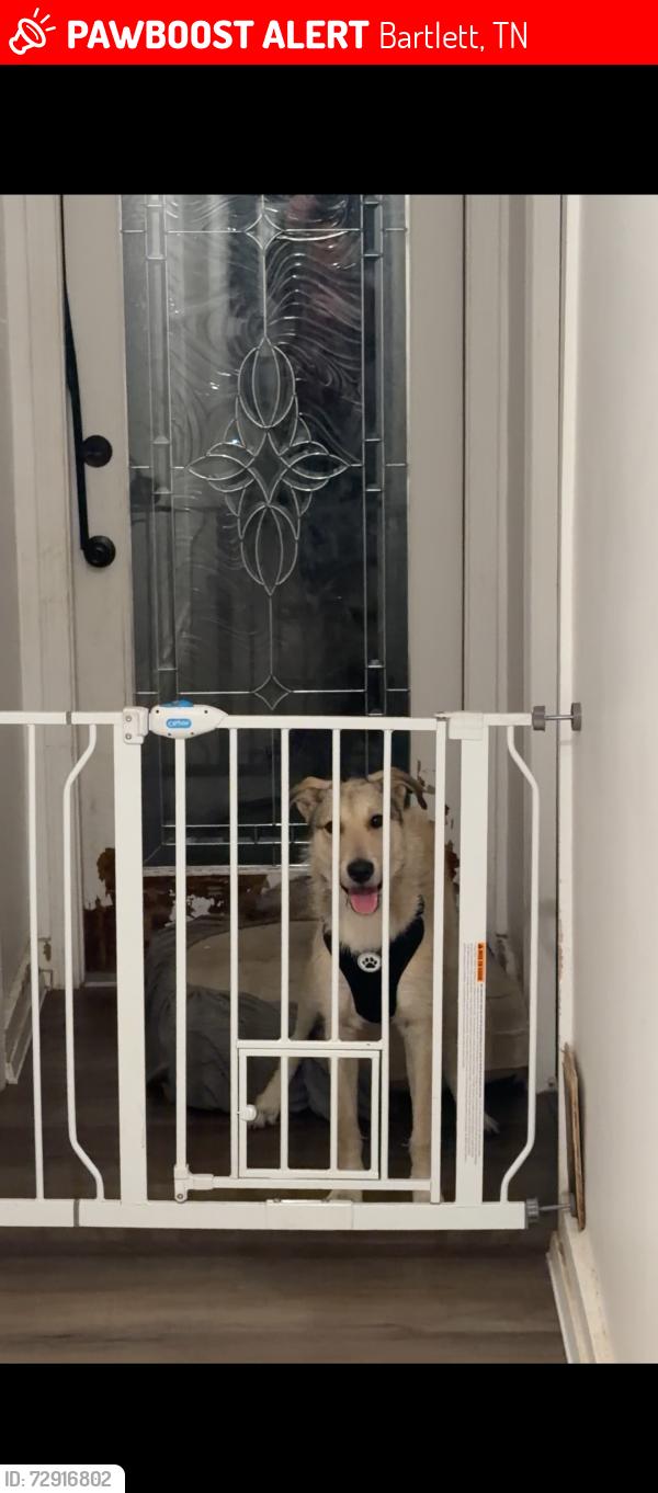 Lost Male Dog last seen Bartlett , Bartlett, TN 38134