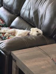 Found/Stray Female Dog last seen Sandbrock Ranch, Aubrey, TX 76227