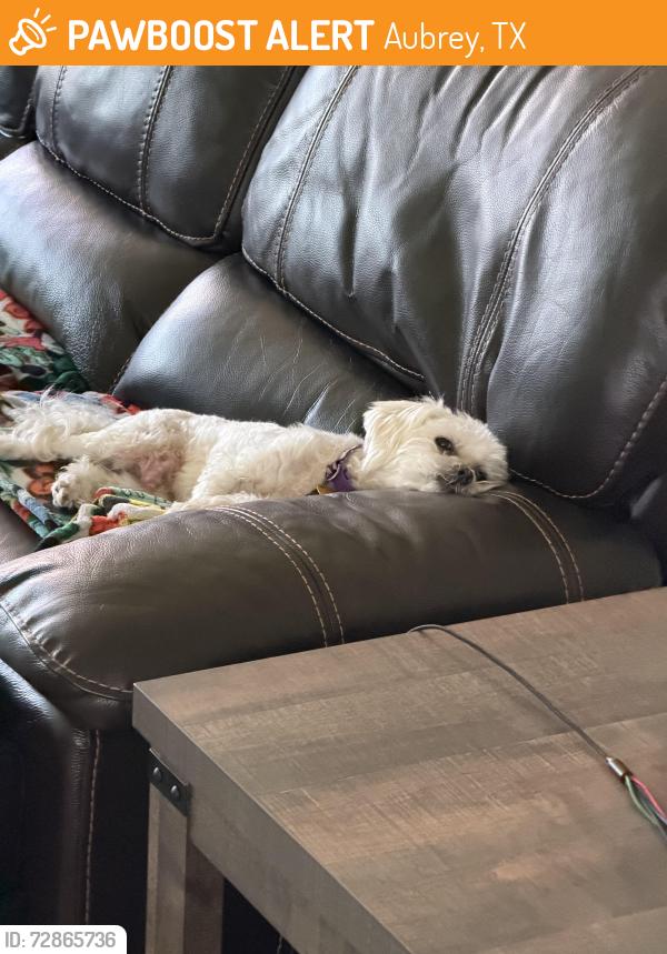 Found/Stray Female Dog last seen Sandbrock Ranch, Aubrey, TX 76227