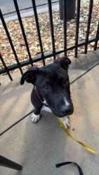 Reunited Male Dog last seen Vertans memeorial, Rome, GA 30165