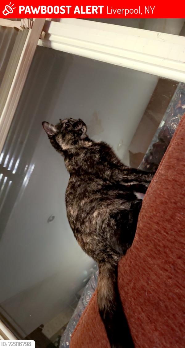 Lost Female Cat last seen Sheridan , Liverpool, NY 13090