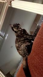 Lost Female Cat last seen Sheridan , Liverpool, NY 13090