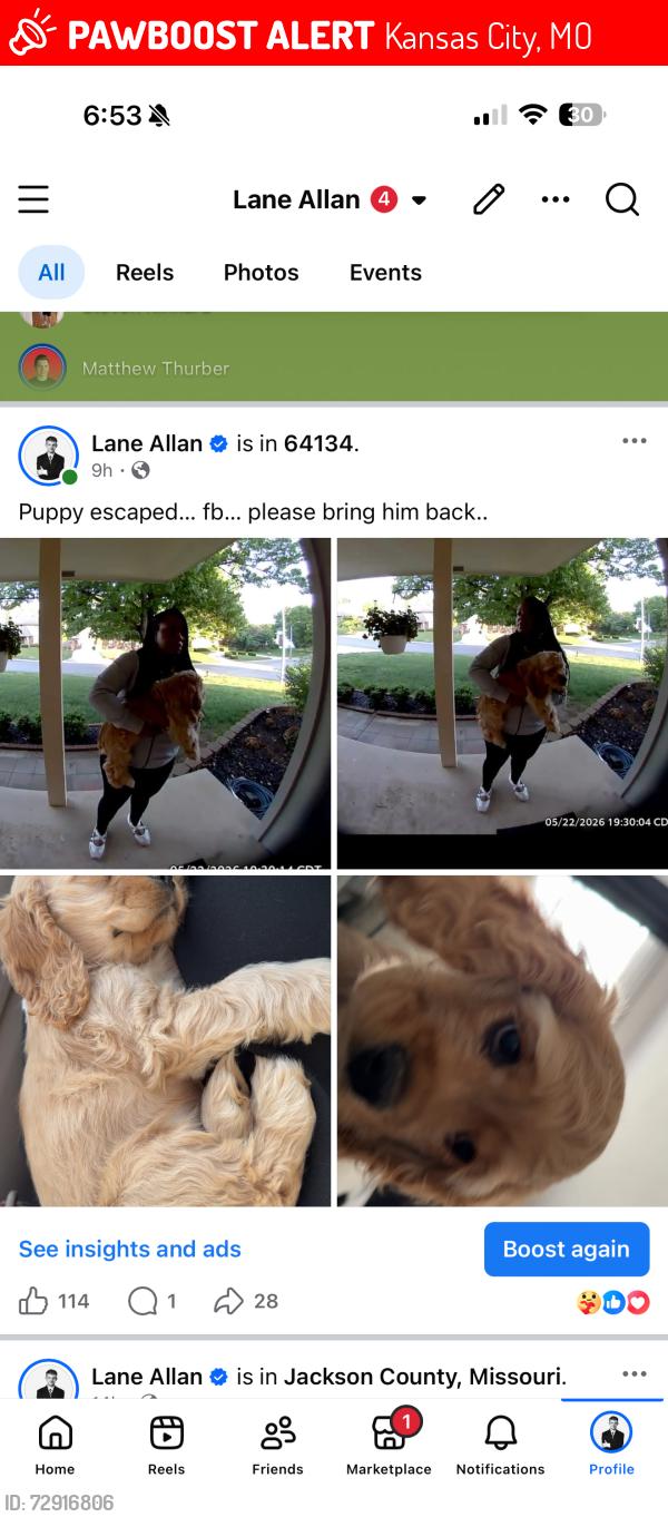 Lost Male Dog last seen E 95th st and Olmstead Rd., Kansas City, MO 64134