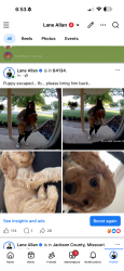 Lost Male Dog last seen E 95th st and Olmstead Rd., Kansas City, MO 64134