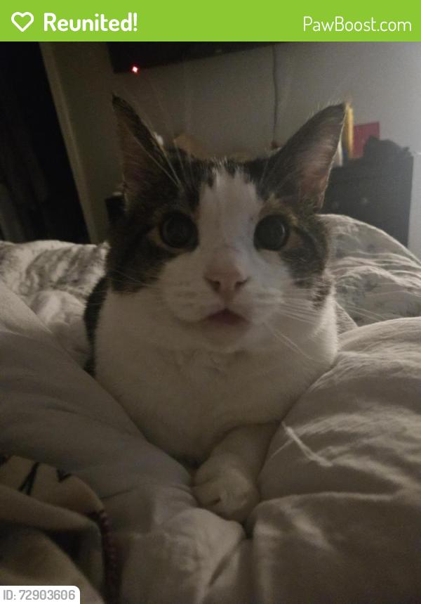 Reunited Male Cat last seen The top or rasor rd, Belfair, WA 98528
