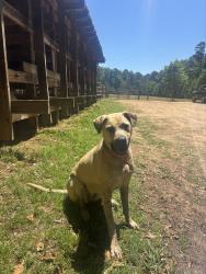 Reunited Female Dog last seen Oak park rd, Rock Hill, SC 29730