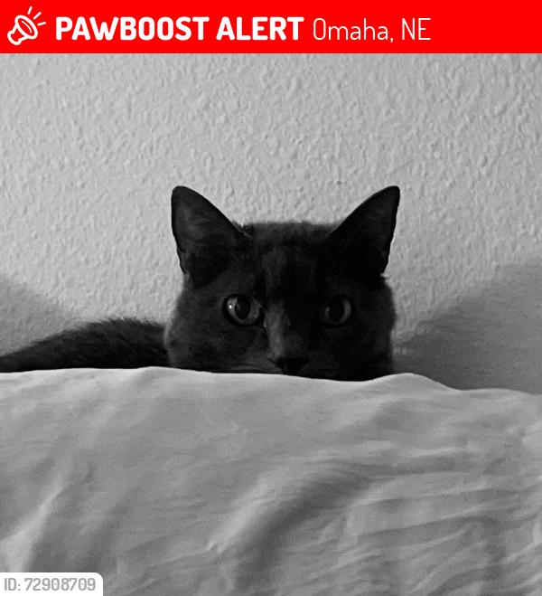 Lost Male Cat last seen Near and Northridge Dr, Omaha, NE 68112