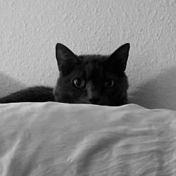 Lost Male Cat last seen Near and Northridge Dr, Omaha, NE 68112
