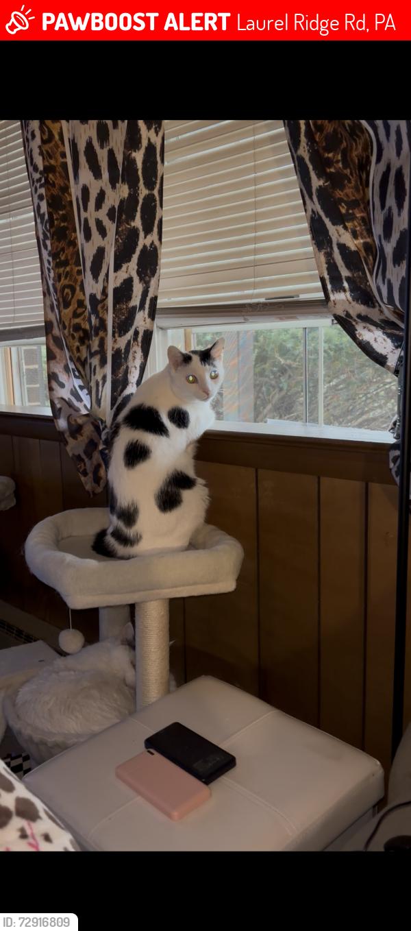 Lost Male Cat last seen Laurel ridge road Reinholds Pa near golf course, Laurel Ridge Rd, PA 17517