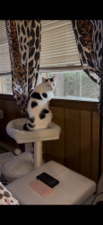 Lost Male Cat last seen Laurel ridge road Reinholds Pa near golf course, Laurel Ridge Rd, PA 17517