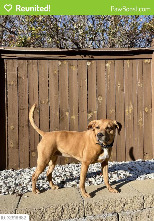 Reunited Female Dog last seen Near Wilderness Trl, Flowery Branch, GA 30542, USA, Flowery Branch, GA 30542
