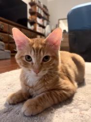 Lost Male Cat last seen Tuckerton and Huffmeister, Houston, TX 77095