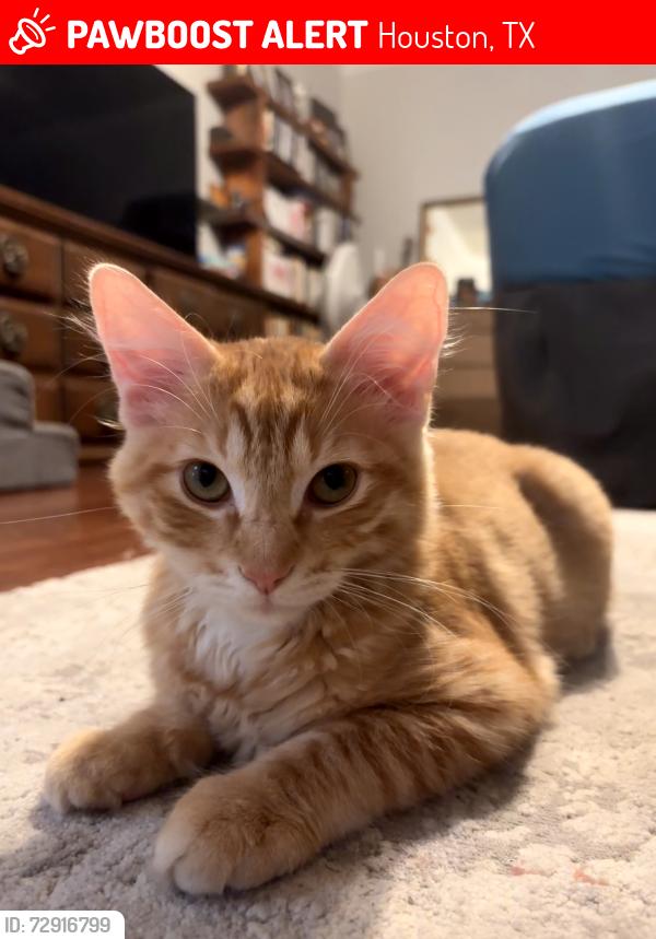 Lost Male Cat last seen Tuckerton and Huffmeister, Houston, TX 77095