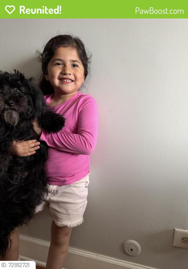 Reunited Female Dog last seen Lamon and Melrose, Chicago, IL 60641