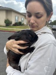 Found/Stray Unknown Rabbit last seen Eliza’s and Tiara st, Los Angeles, CA 91316