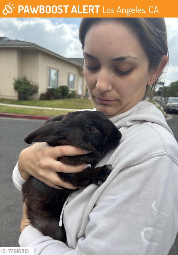 Found/Stray Unknown Rabbit last seen Eliza’s and Tiara st, Los Angeles, CA 91316