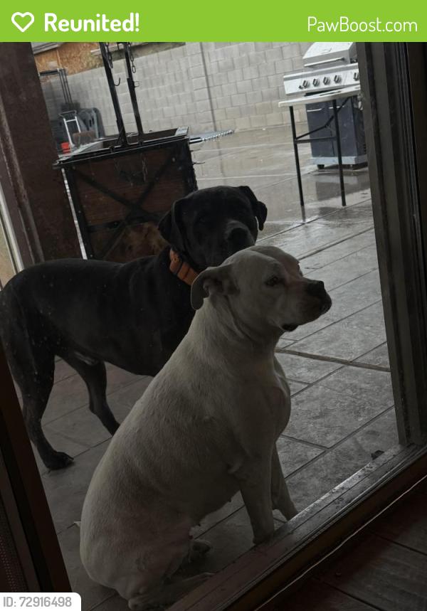 Reunited Unknown Dog last seen Near N 64th Dr, Phoenix, AZ 85035, USA, Phoenix, AZ 85035