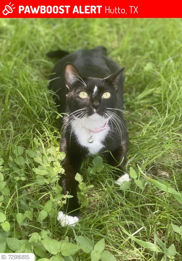 Lost Female Cat last seen Cassandra Dr and est by Hutto Lake Park, Hutto, TX 78634
