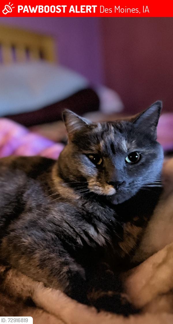 Lost Female Cat last seen Hubbell and Guthrie, Des Moines, IA 50317