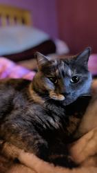 Lost Female Cat last seen Hubbell and Guthrie, Des Moines, IA 50317