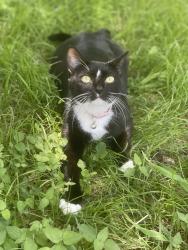 Lost Female Cat last seen Cassandra Dr and est by Hutto Lake Park, Hutto, TX 78634