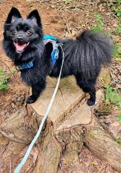 Reunited Male Dog last seen Santa Fe and 15th street santa Fe High school, Edmond, OK 73013