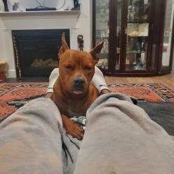 Reunited Male Dog last seen E shoreview rd and cameron dr , McDonough, GA 30253