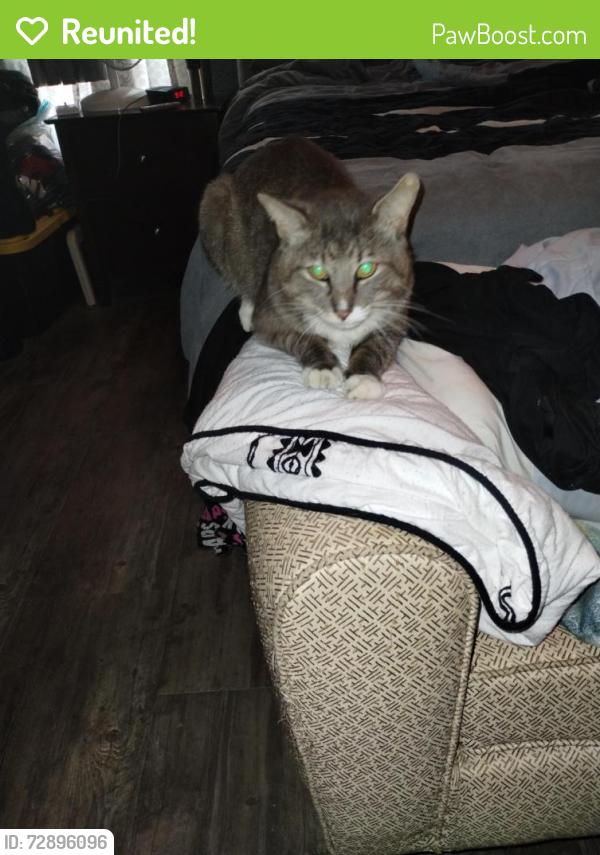 Reunited Male Cat last seen Hondo & Wesley Drive , Killeen, TX 76549