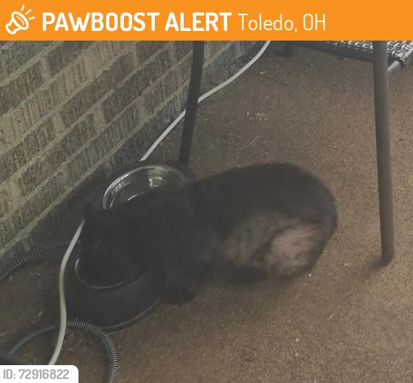 Found/Stray Unknown Cat last seen Zoo & Ogden Ave, Toledo, OH 43609