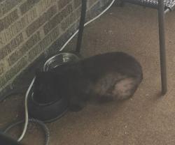 Found/Stray Unknown Cat last seen Zoo & Ogden Ave, Toledo, OH 43609