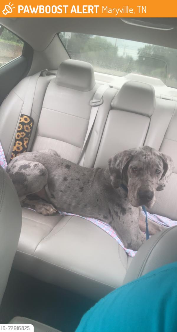 Found/Stray Male Dog last seen N 5th street , Maryville, TN 37804