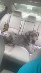 Found/Stray Male Dog last seen N 5th street , Maryville, TN 37804
