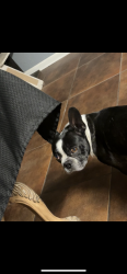 Reunited Male Dog last seen Misty plain, raven field store, quiet plain drive , San Antonio, TX 78245