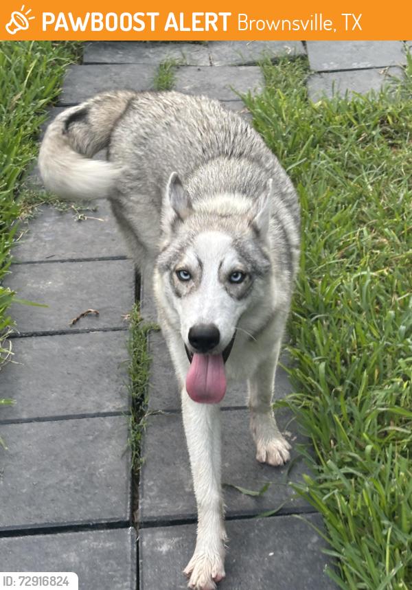 Found/Stray Male Dog last seen Dana and Old Port Isabel Rd, Brownsville, TX 78526