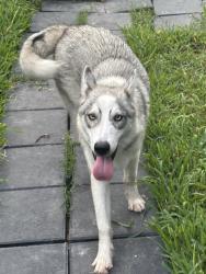 Found/Stray Male Dog last seen Dana and Old Port Isabel Rd, Brownsville, TX 78526