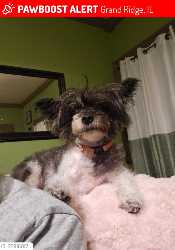 Lost Female Dog last seen Route 23 and West Parkway Street, Grand Ridge, IL 61325