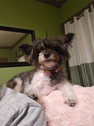 Lost Female Dog last seen Route 23 and West Parkway Street, Grand Ridge, IL 61325