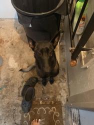 Reunited Female Dog last seen 34th St and Spear St , San Antonio, TX 78228