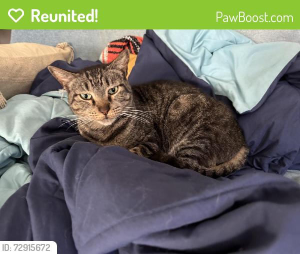 Reunited Male Cat last seen 44th Street & near 22nd ave St Pete , St. Petersburg, FL 33711
