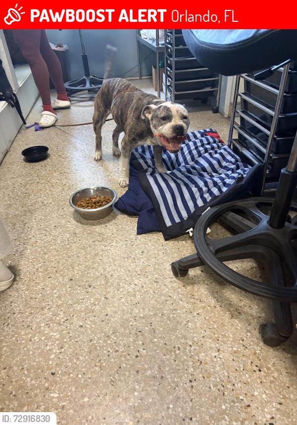 Lost Female Dog last seen High school on boggy break, Orlando, FL 32824