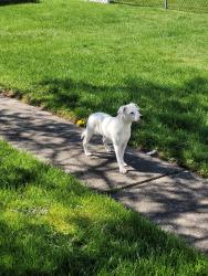Reunited Female Dog last seen Evelyn Ave in wheeling moving around Bethlehem and elm grove , Wheeling, WV 26003