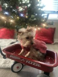 Reunited Female Dog last seen Behind the burleson police station , Burleson, TX 76028