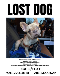 Lost Female Dog last seen Perrin Bietel and Wurzbach Parkway, San Antonio, TX 78233
