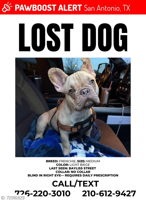 Lost Female Dog last seen Perrin Bietel and Wurzbach Parkway, San Antonio, TX 78233