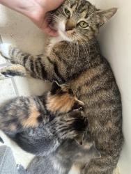 Reunited Female Cat last seen Near Broadway Elmhurst, Queens, NY 11373