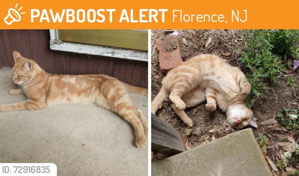 Found/Stray Male Cat last seen Old York Rd and Brookside Drive, Florence, NJ 08505