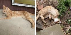 Found/Stray Male Cat last seen Old York Rd and Brookside Drive, Florence, NJ 08505