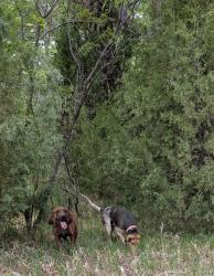 Lost Male Dog last seen Nacimento and La Plata , Sandoval County, NM 87013