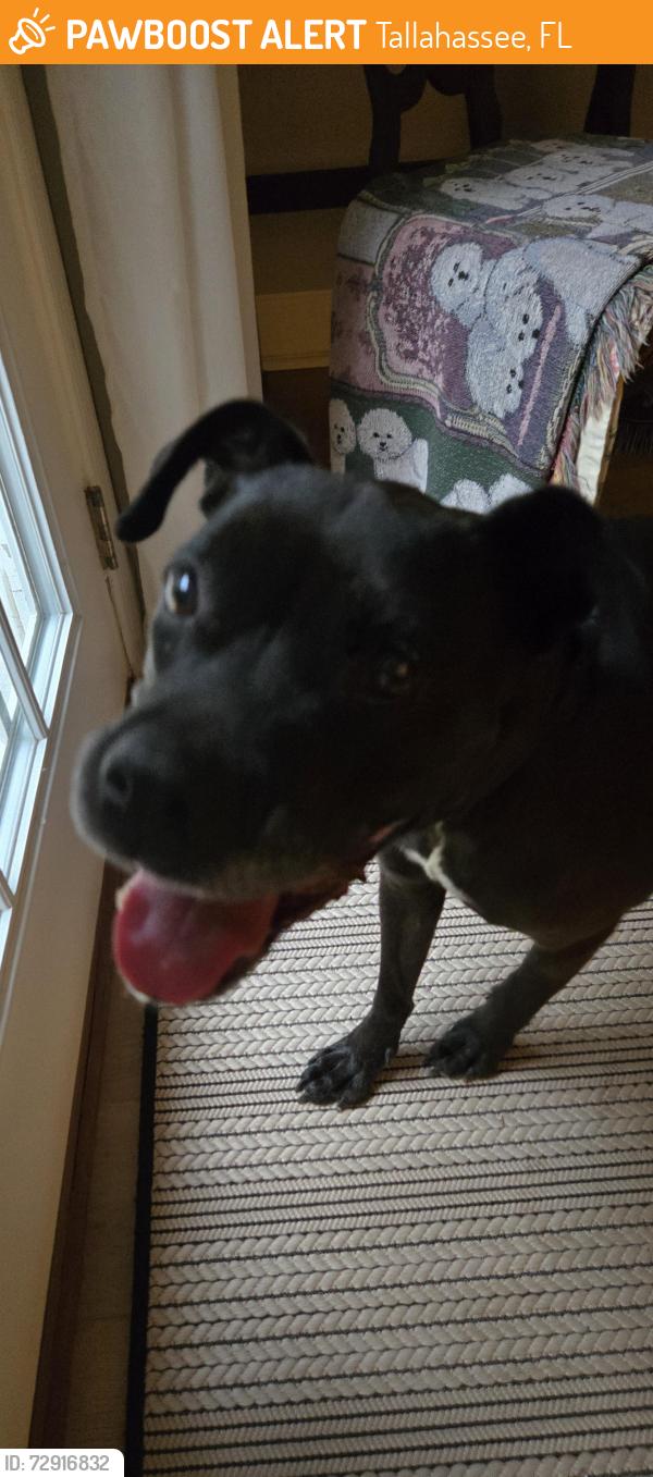 Found/Stray Female Dog last seen Cadney + Forthsite st, Tallahassee, FL 32309