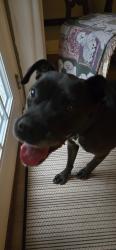 Found/Stray Female Dog last seen Cadney + Forthsite st, Tallahassee, FL 32309